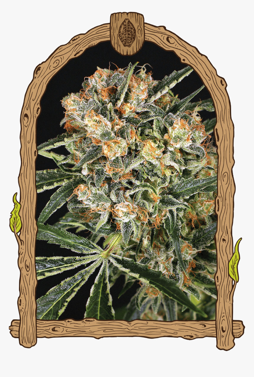 Hippie Therapy Cbd Feminised Seeds"
 Title="hippie - Malasana Cookies, HD Png Download, Free Download