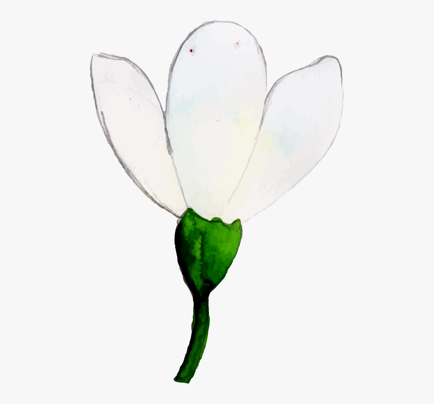 Magnolia, HD Png Download, Free Download