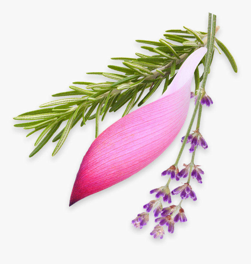 A Sprig Of Rosemary, A Lotus Leaf, And Lavender - Acianthera Pectinata, HD Png Download, Free Download