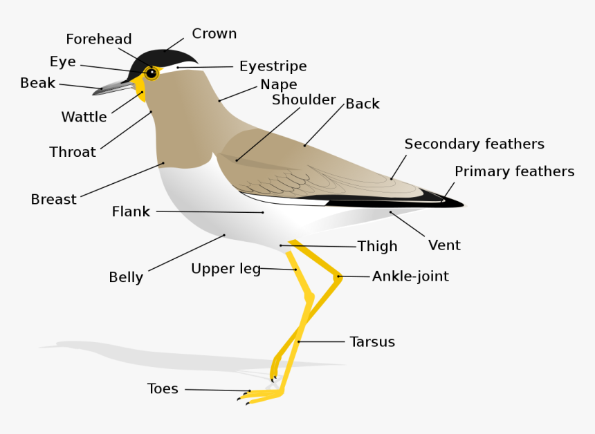 Tarsus Of A Bird, HD Png Download, Free Download