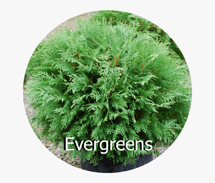 Evergreens - Fern, HD Png Download, Free Download