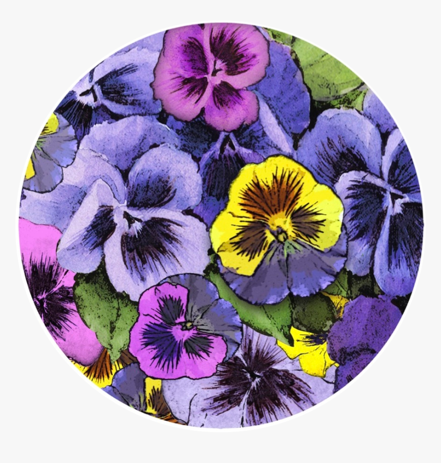 Pansy, HD Png Download, Free Download