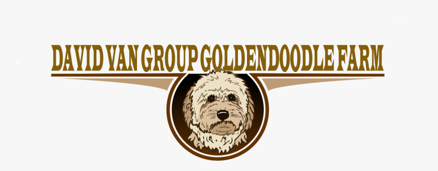 Labradoodle, HD Png Download, Free Download