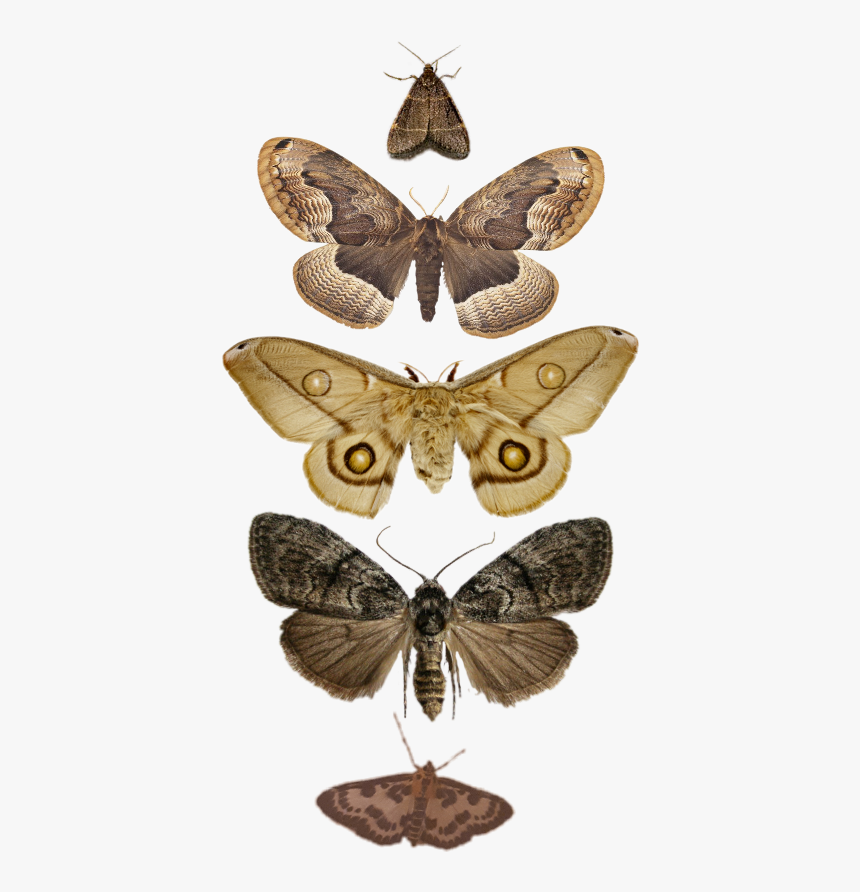 Moth Clipart Tumblr Transparent - Bugs Png, Png Download, Free Download