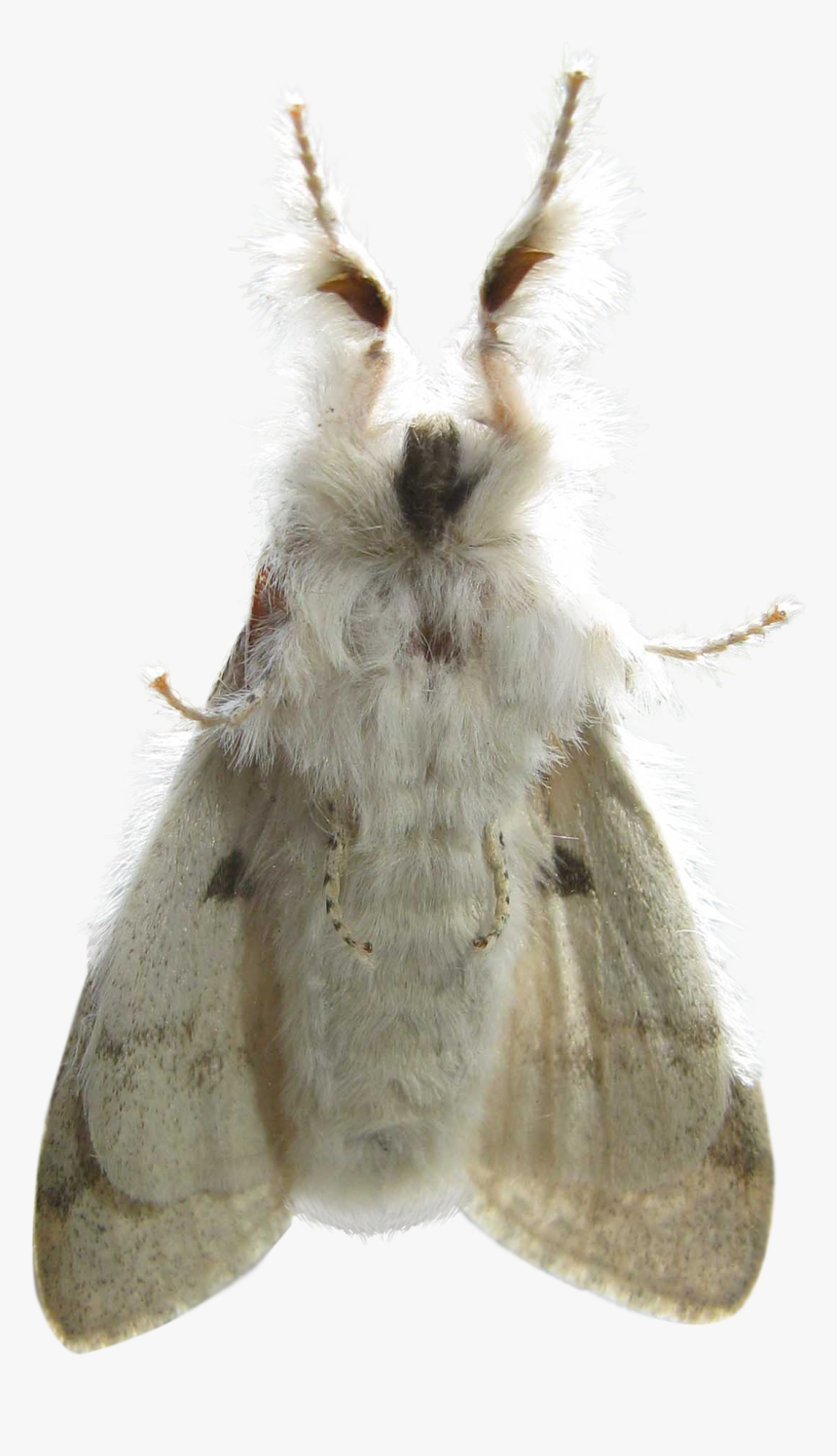 Bombyx Mori, HD Png Download, Free Download