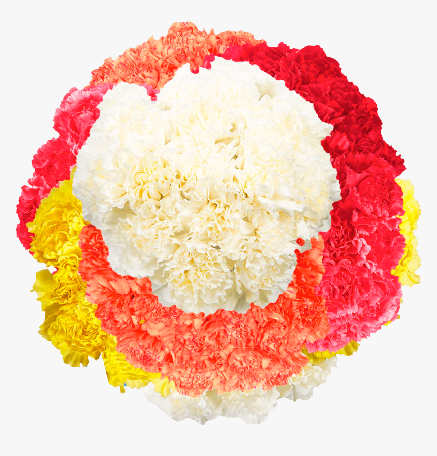 Color Bulk Carnations - Carnation, HD Png Download, Free Download