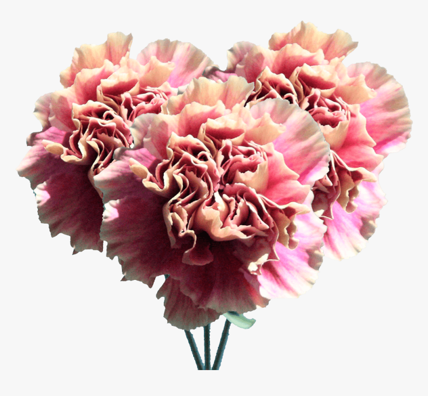 Carnation Flowers Cream Pink Carnations Bouquets - Carnation, HD Png Download, Free Download