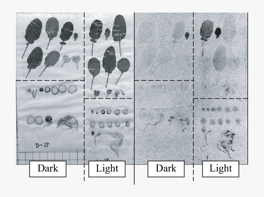 Specimens And Autoradiography Images For Radish Grown - Monochrome, HD Png Download, Free Download