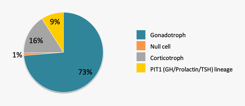 Epidemiology Of Pituitary Tumor, HD Png Download, Free Download