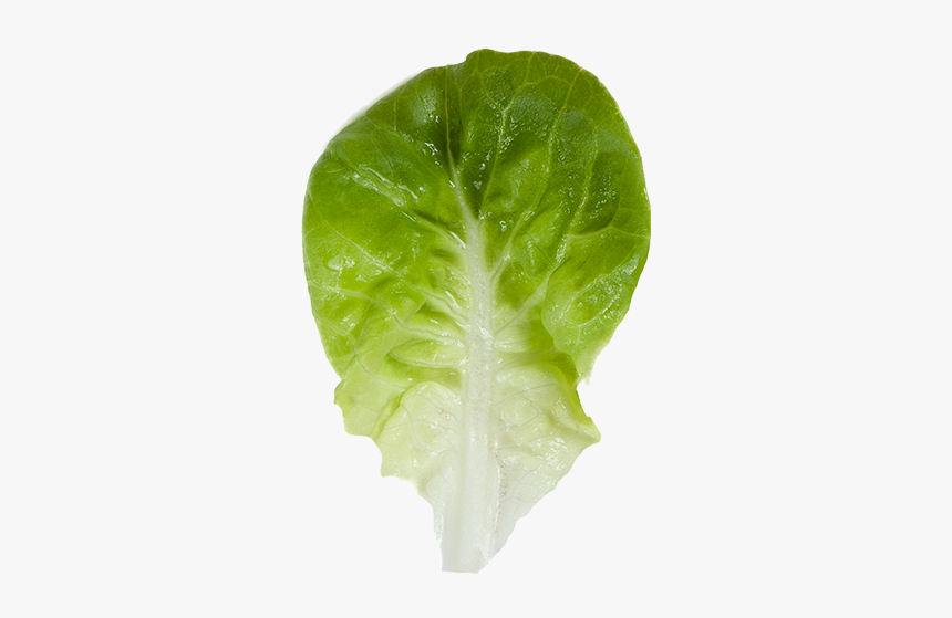 Chard, HD Png Download, Free Download