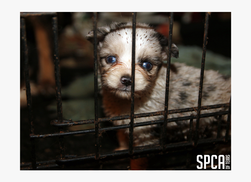 20180315 Local Cbs Puppy Mill 4 "
 Class="img Responsive - Puppies In Puppy Mills, HD Png Download, Free Download