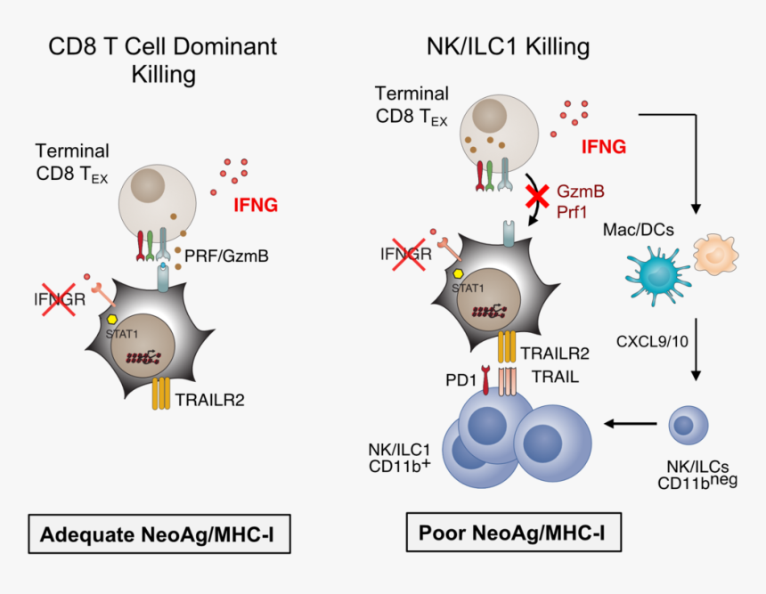 Preventing Cancer Cell Ifng Signaling Enables Cd8 T - Cd8 T Cell Cancer, HD Png Download, Free Download