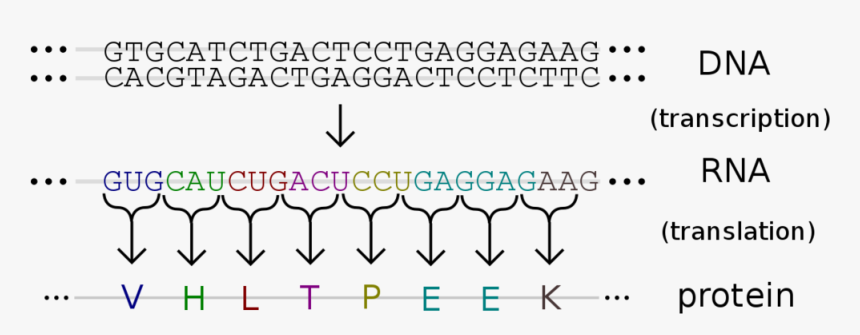 Dna Becomes Rna Through A Process Called Transcription - Gene Sequence Vs Protein Sequence, HD Png Download, Free Download