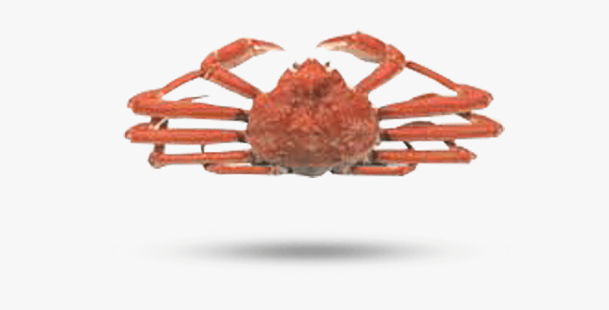 Snow Crab - Horsehair Crab, HD Png Download, Free Download