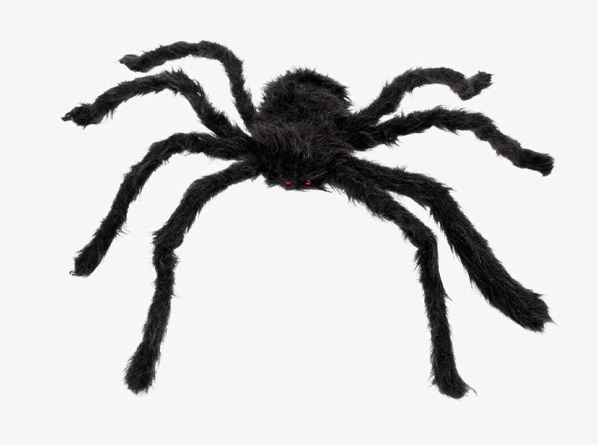 Black Hairy Spider Names, HD Png Download, Free Download