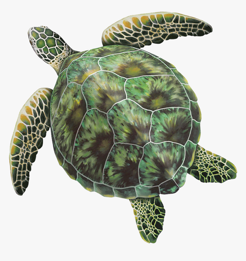 Porc-gt3 Green Sea Turtle Copy, HD Png Download, Free Download