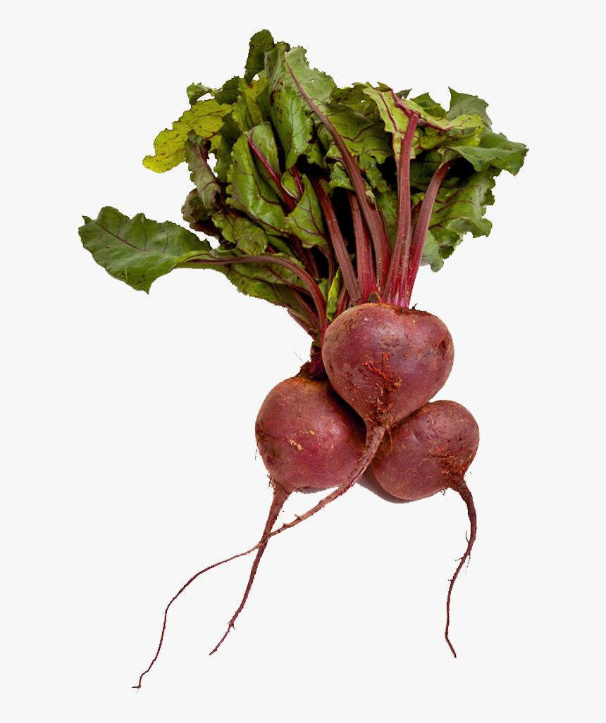 Beet Png Image, Transparent Png, Free Download