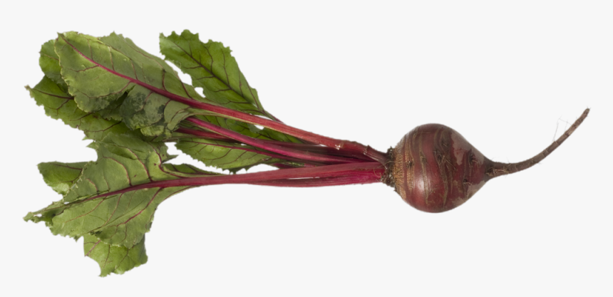 Beet Png - Beets Png Transparent, Png Download, Free Download