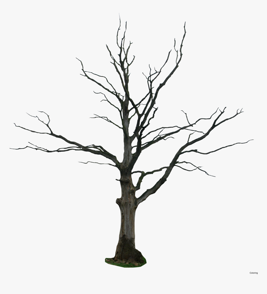 Trunks Drawing Tree Bark - Dead Tree Png, Transparent Png, Free Download