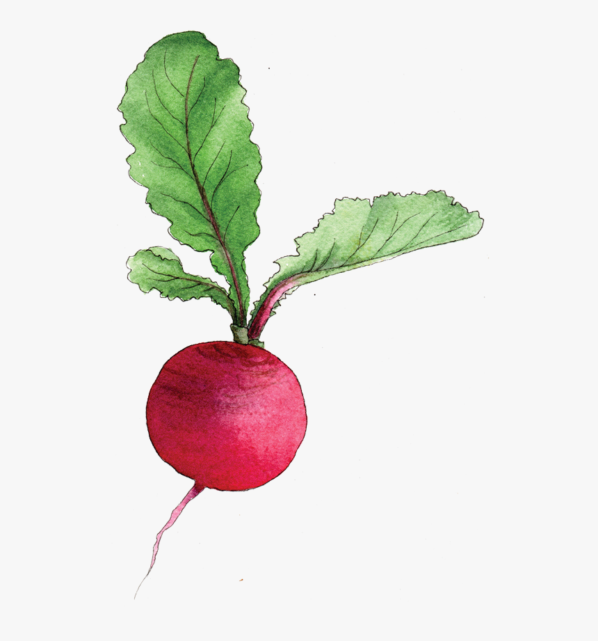 Beet-greens - Radish Png, Transparent Png, Free Download