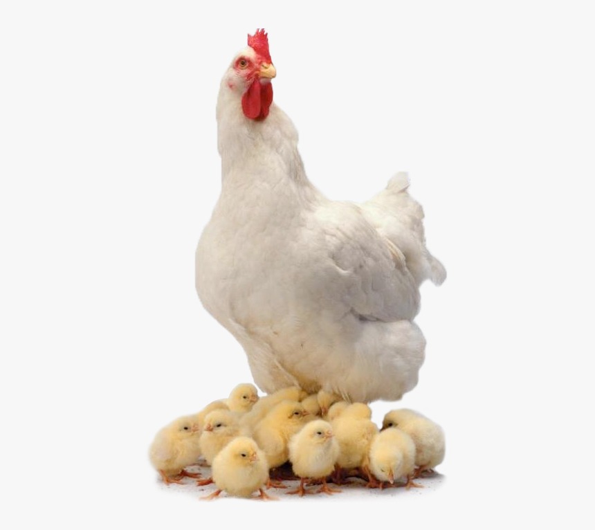 Chicken Png, Transparent Png, Free Download