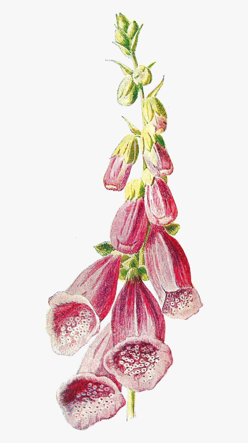 Foxglove Png, Transparent Png, Free Download