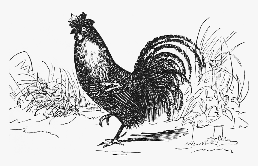 coq rooster hd png download kindpng coq rooster hd png download kindpng