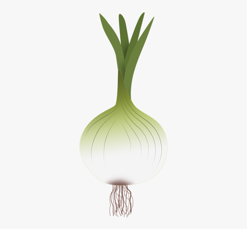 Onion, Drawing Of Onion, Vegetables, Power - Dibujo De Una Cebolla, HD Png Download, Free Download