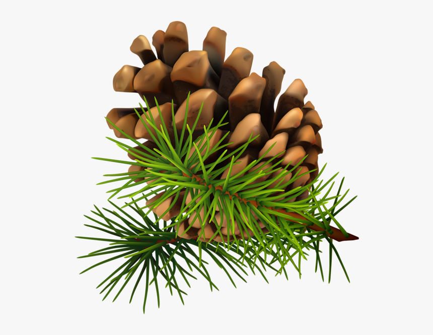 Pine Cone Png - Pine Cone Png Transparent, Png Download, Free Download