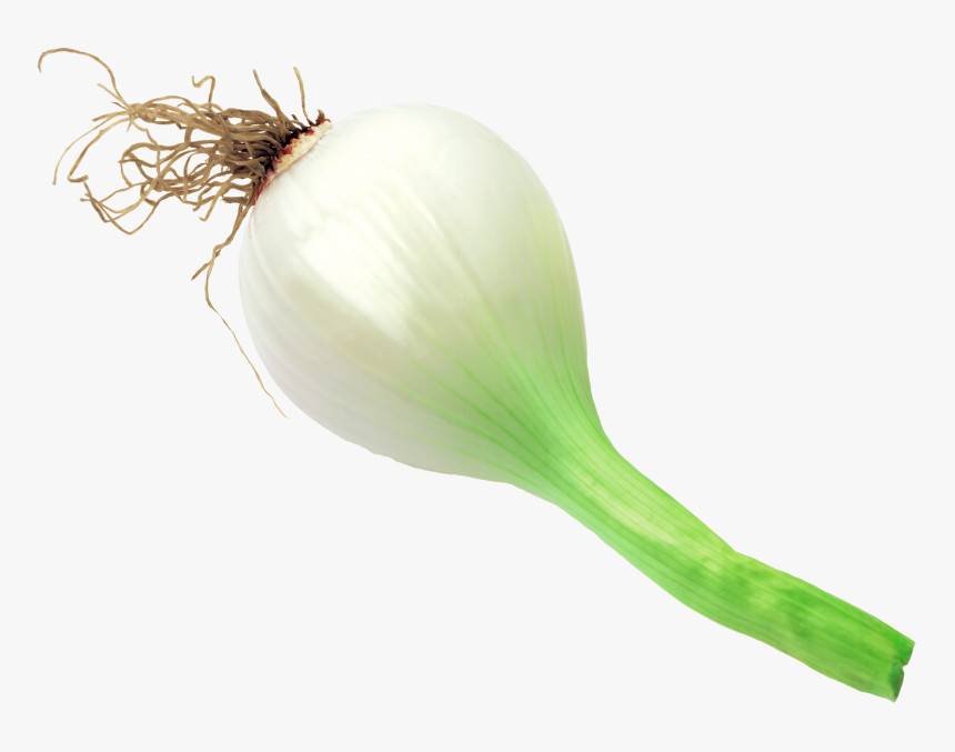 Onion Scanned - Welsh Onion, HD Png Download, Free Download