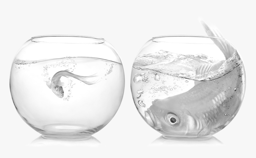 1 Setup 5 Everystageofbiz Fish - Making Comparisons, HD Png Download, Free Download