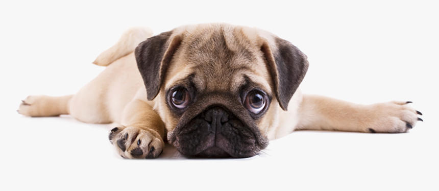 Transparent Pug Png - Puppy Pugs, Png Download, Free Download