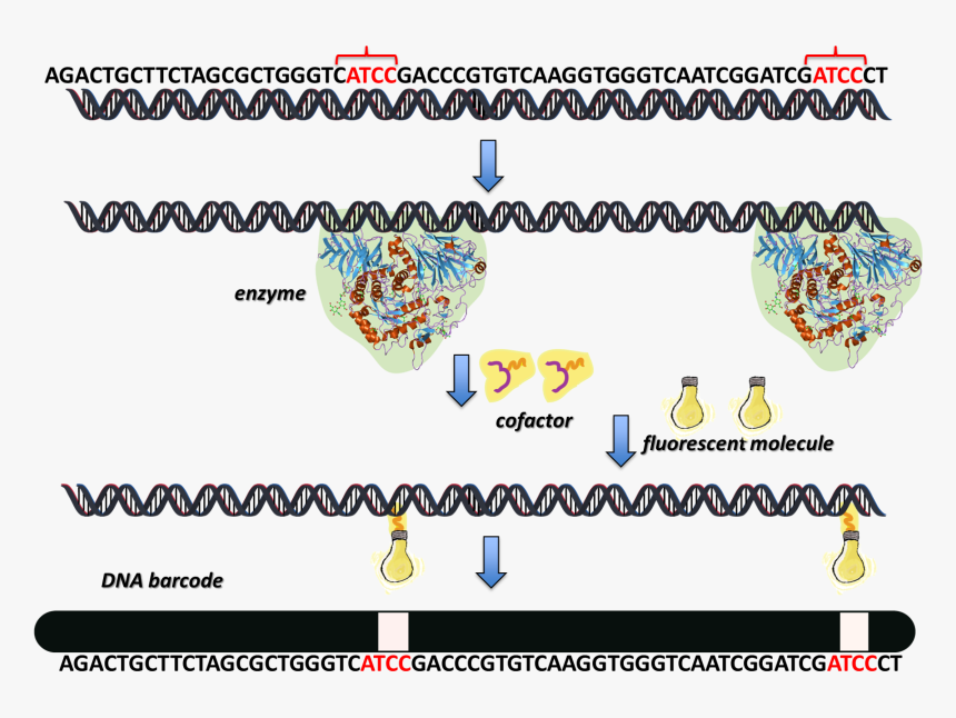 Enzymedna2 - Dna Transcription, HD Png Download, Free Download