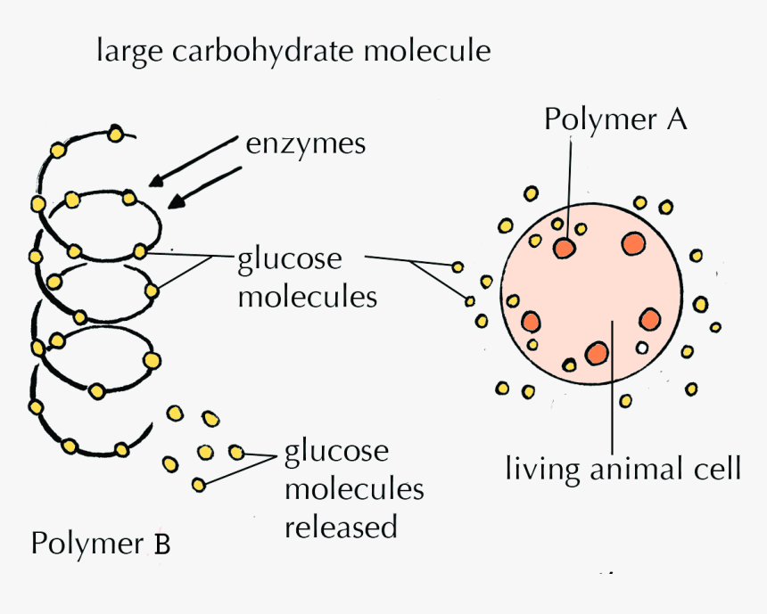 Enzyme Drawing Shape - امتحانات اولى ثانوى الاحياء 2020, HD Png Download, Free Download