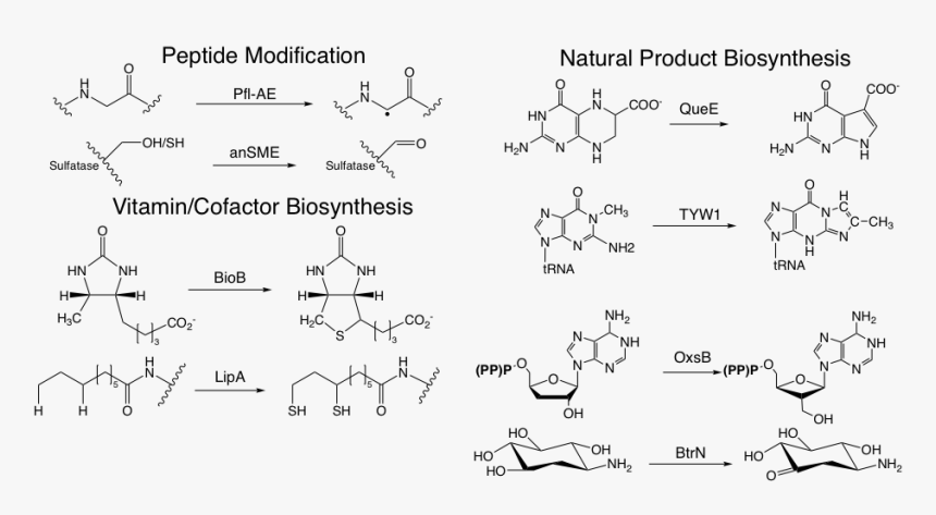 Glycine Reaction With Hydrazine, HD Png Download, Free Download