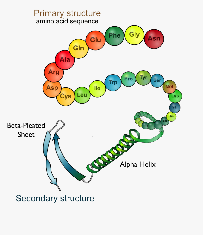 Protein Structure Hd Clipart Full Size Clipart Vrogue Co