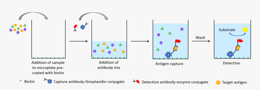 Schematic Representation Of The Flexlisa® Process - Streptavidin Pre Coated Elisa, HD Png Download, Free Download