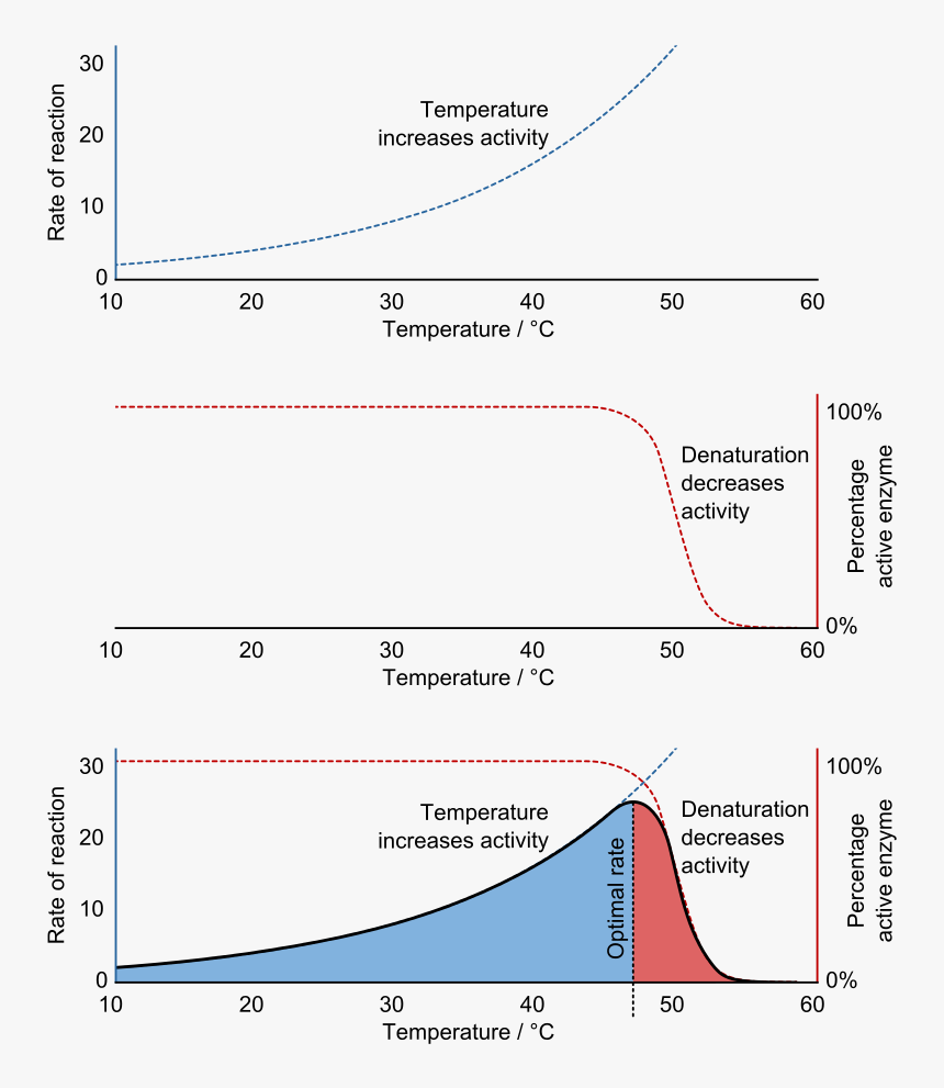 Homeothermic And Poikilothermic Graph Enzyme Activity, HD Png Download, Free Download