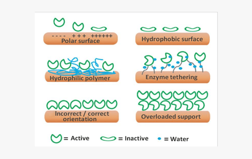 Polymer Enzyme Immobilization, HD Png Download, Free Download