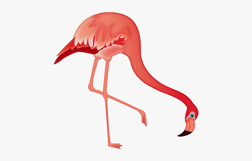 Greater Flamingo, HD Png Download, Free Download