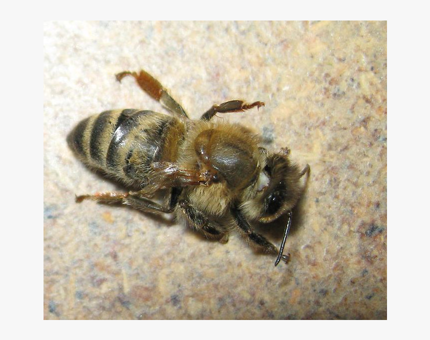 Varroa Mite Symptoms - Honeybee, HD Png Download, Free Download
