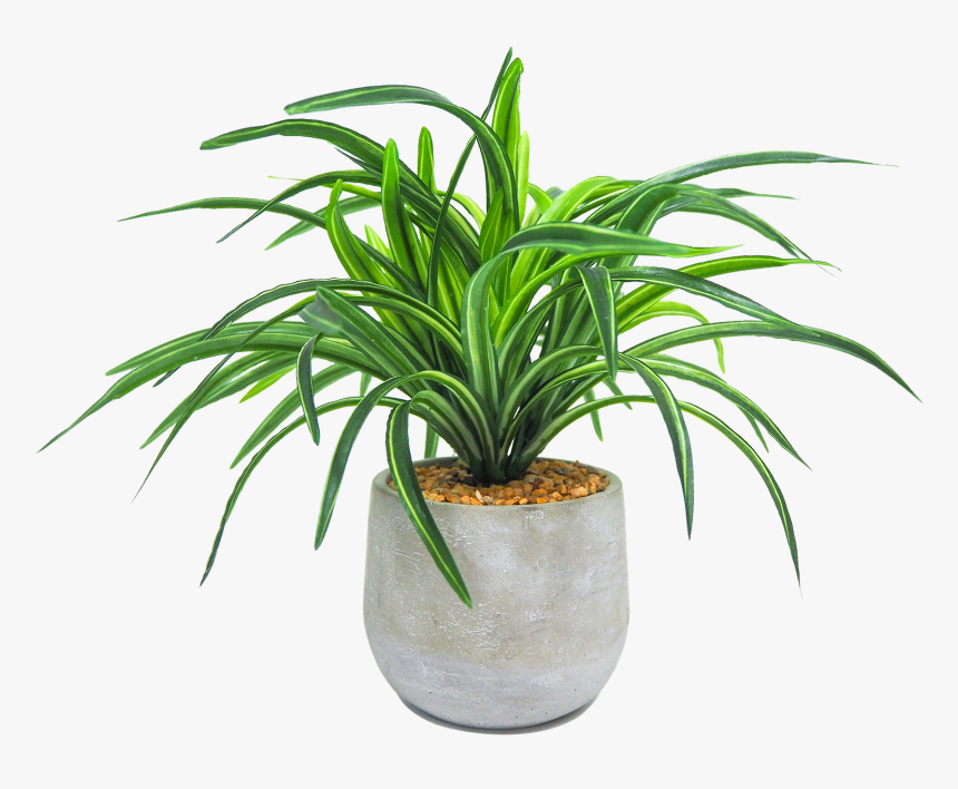 Houseplant, HD Png Download, Free Download