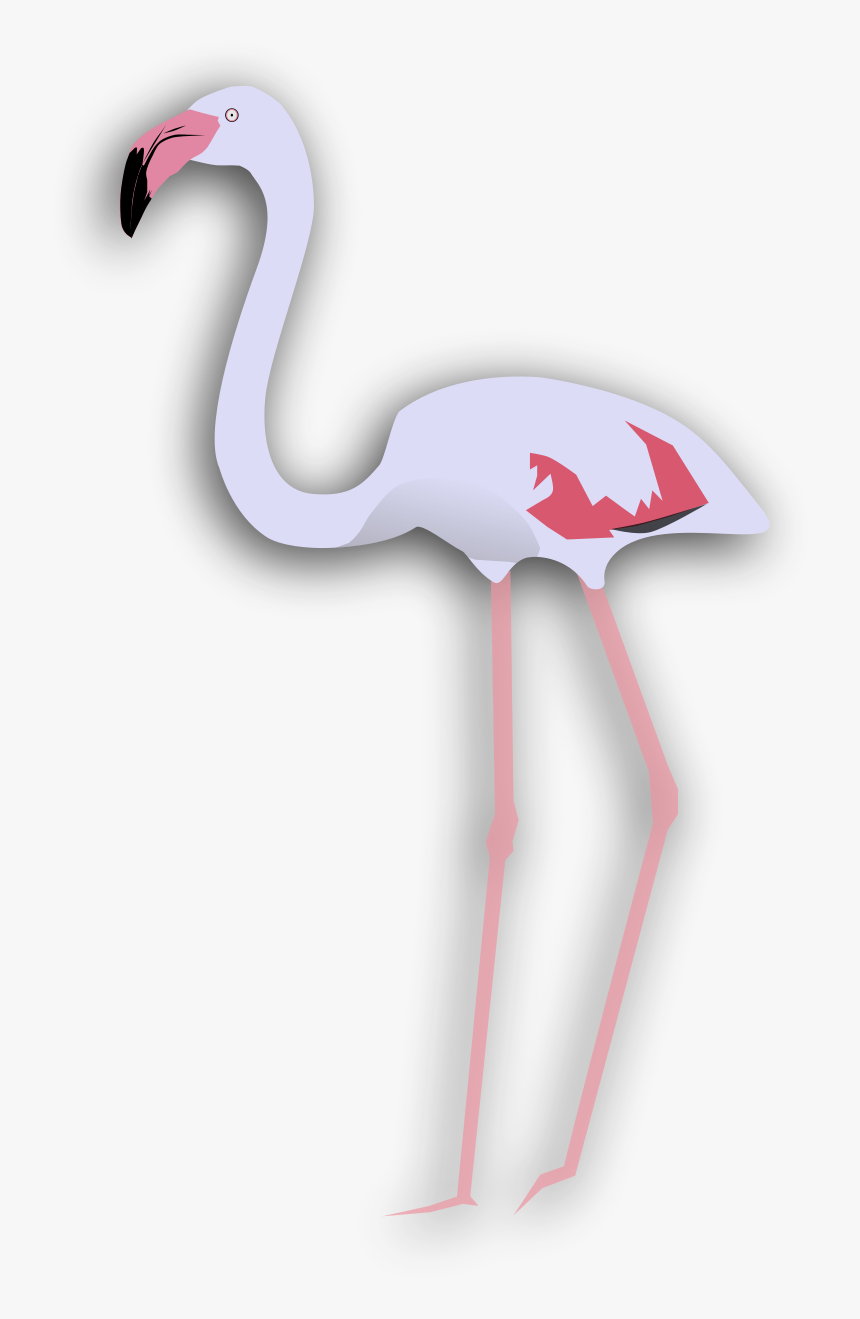 Greater Flamingo, HD Png Download, Free Download