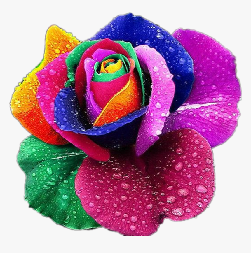 Rainbow Roses, HD Png Download, Free Download