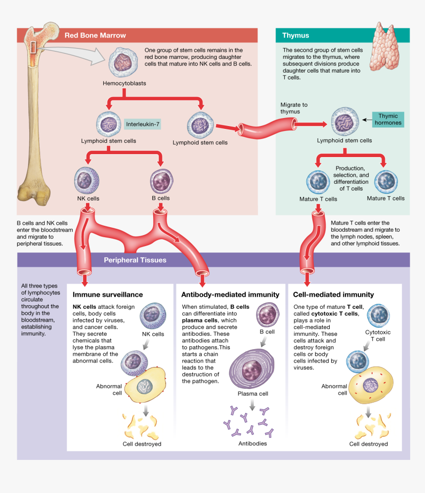 Diagram, HD Png Download, Free Download