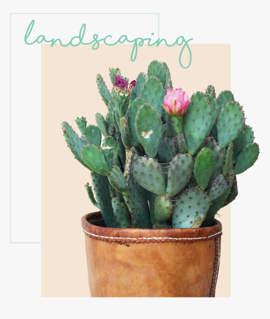 Landscapingheader - Eastern Prickly Pear, HD Png Download, Free Download