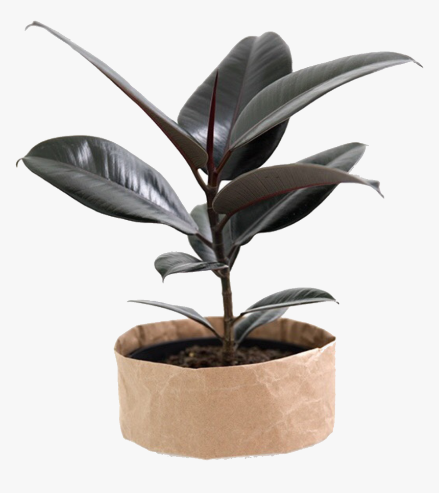 Houseplant, HD Png Download, Free Download