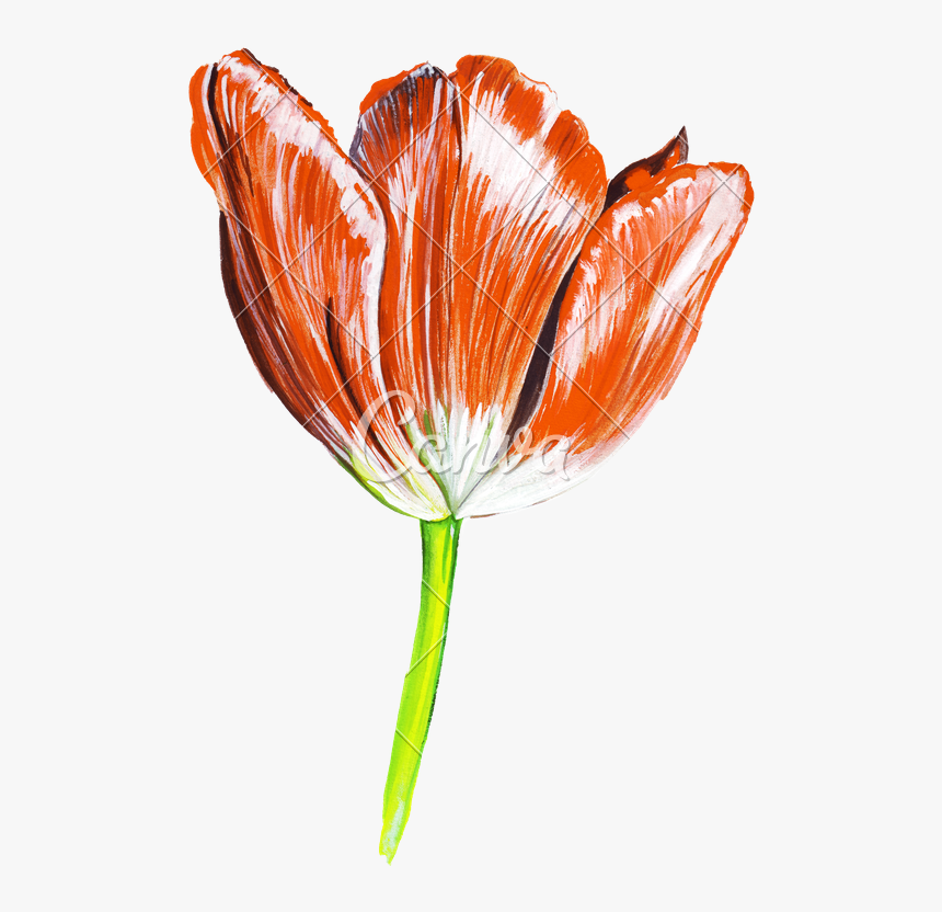 Transparent Tulip Flower Png - Realistic Tulip Flower Drawing, Png Download, Free Download