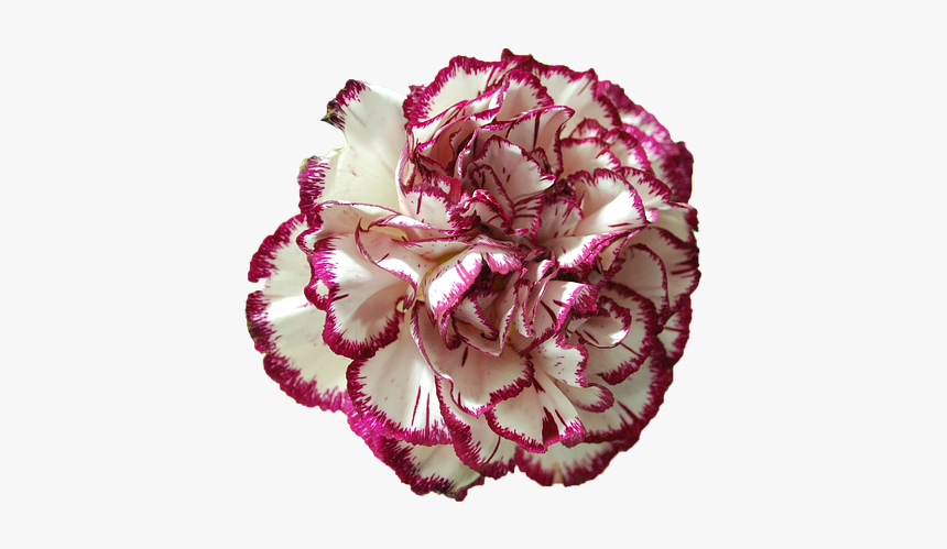 Carnation Flower Beauty Free Photo - Peony, HD Png Download - kindpng