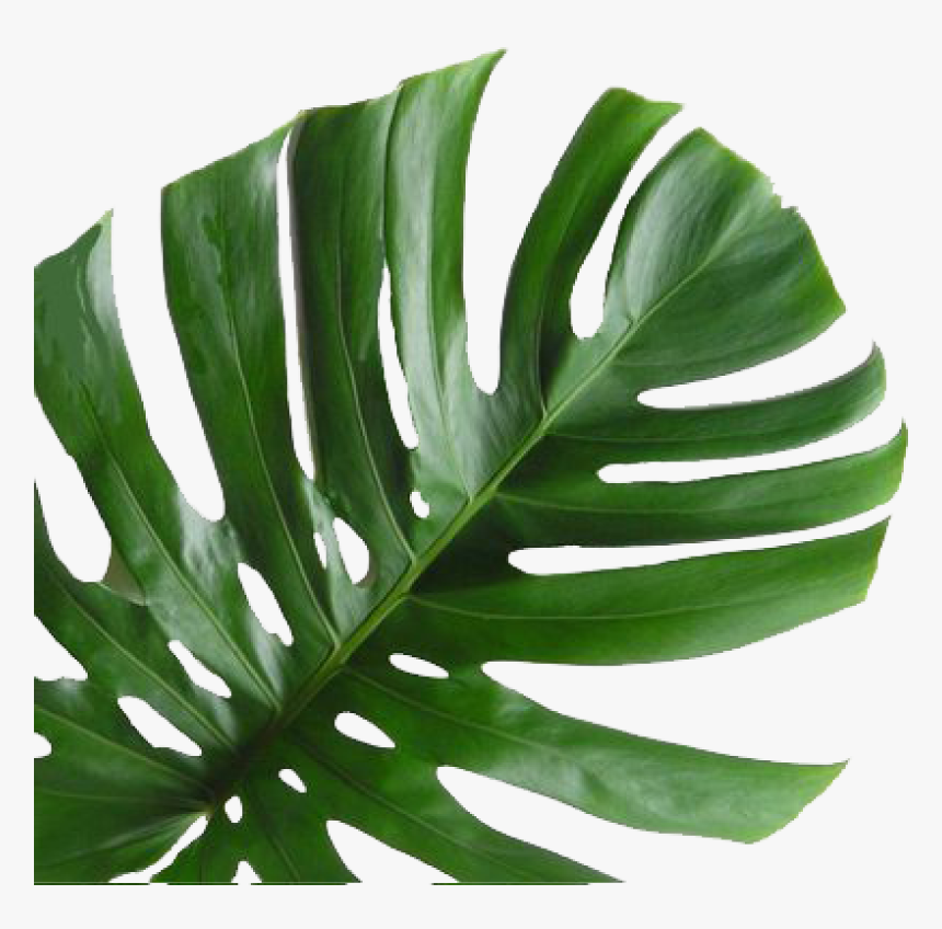 Pinecone Leaf - Monstera Deliciosa, HD Png Download, Free Download